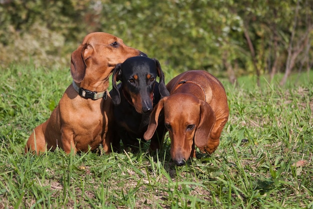 Diagonal of dachshunds in nature