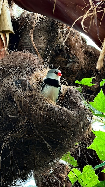 A diamond bird perches peacefully in a textured nest among natural foliage capturing a serene moment