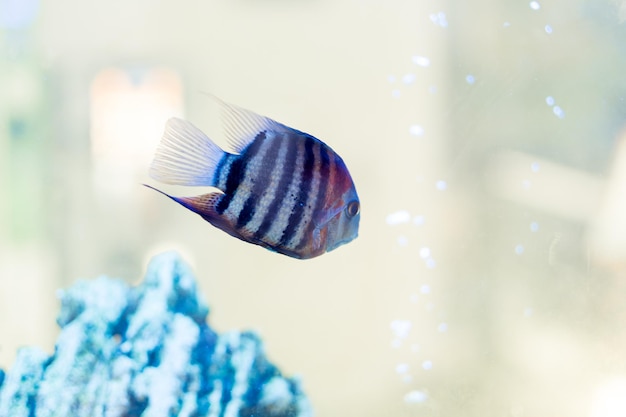 Diamond or pearl cichlasoma Herichthys carpintis swims in a home aquarium Closeup