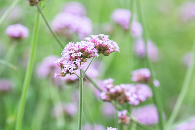 Dianthus flower macro