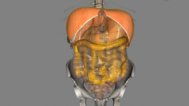 Photo the diaphragm is a muscle that helps you inhale and exhale