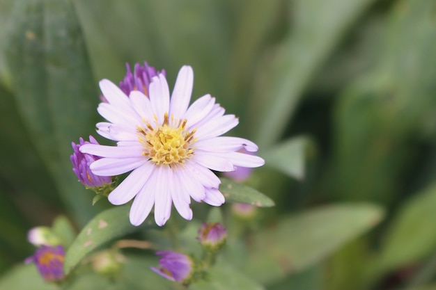 Diasy flower in garden