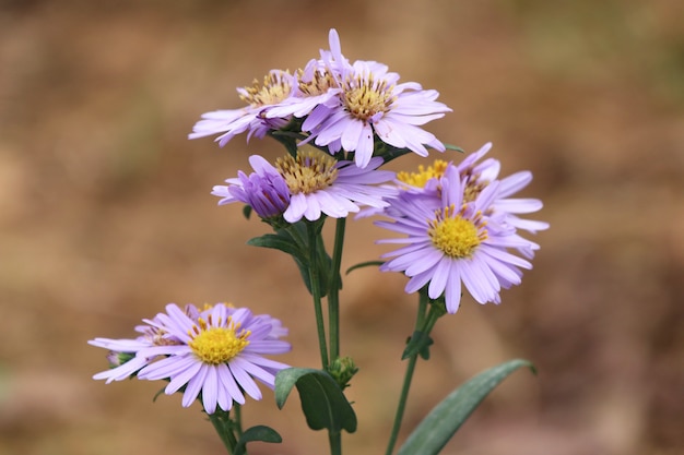 Diasy flower in garden