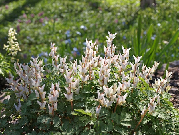 Dicentra cucullaria monkshood soldier'scap flower plants in the garden