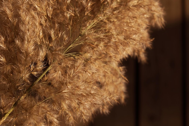 Didukh. Fragment close-up. Ukrainian Christmas decoration and traditional symbol. Made of straw of different cereals and flowers. Bouquet of dried plants