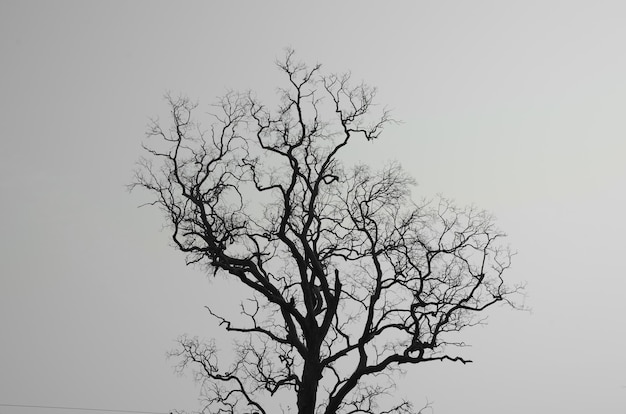 died tree and branches with white background