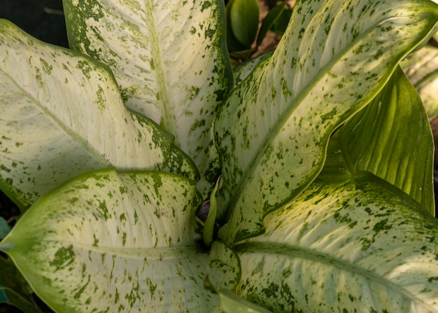 Dieffenbachia dumb cane high angle view selective focus