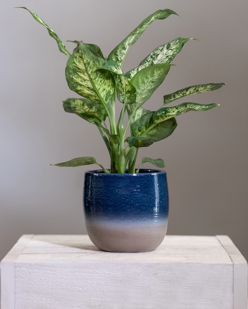 Dieffenbachia Dumb canes plant in blue pot