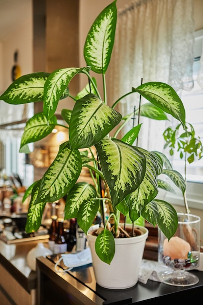 Dieffenbachia or dumbcane flower in a pot in a home kitchen, for interior decoration.