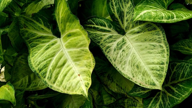 Dieffenbachia green plant on day white background