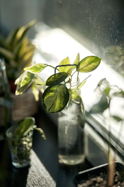 Dieffenbachia houseplant near window with sunlight Close up of houseplant leaves on windowsill