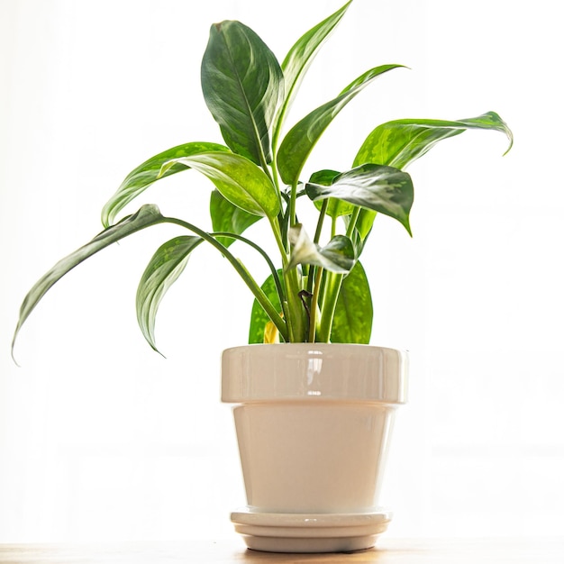 dieffenbachia indoor plant big green leaves evergreen indoor flower in a flower pot on the table