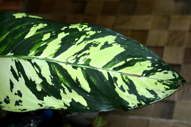 Photo dieffenbachia seguine