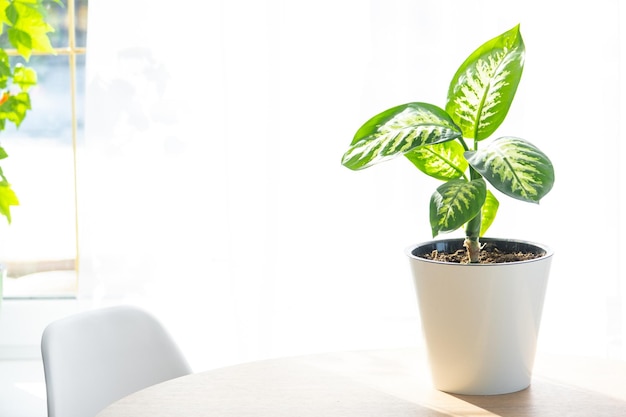 Dieffenbachia Tropic Snow closeup in the interior on a round table in pot on a white background of a window with a curtain Houseplant Growing and caring for indoor plant green home Minimalism