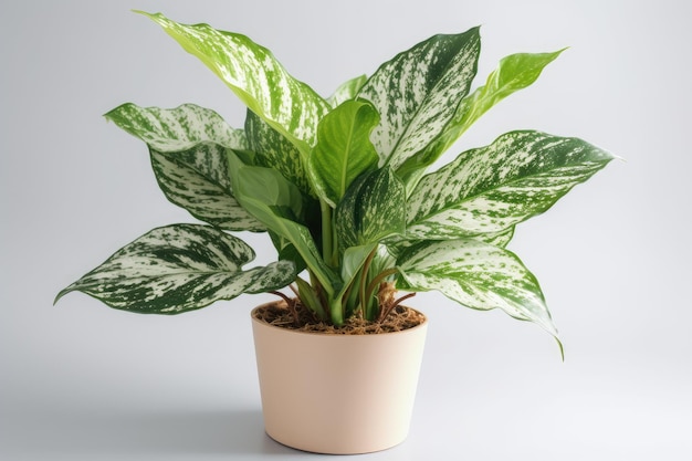 Dieffenbachia In A White Pot On A White Background Generative AI