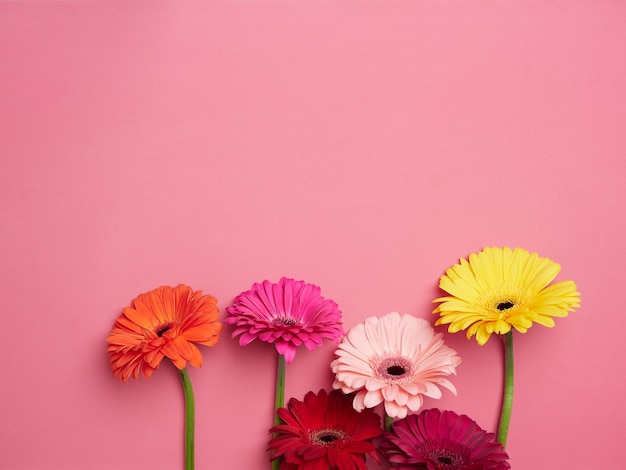 Diferent colored gerbera flowers Top view on pink background with copy space