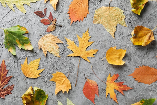 Different autumn leaves on gray textured background