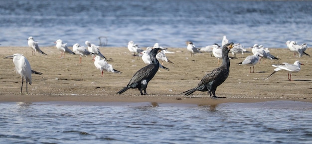 different bird species wintering on the river nile in Aswan Egypt