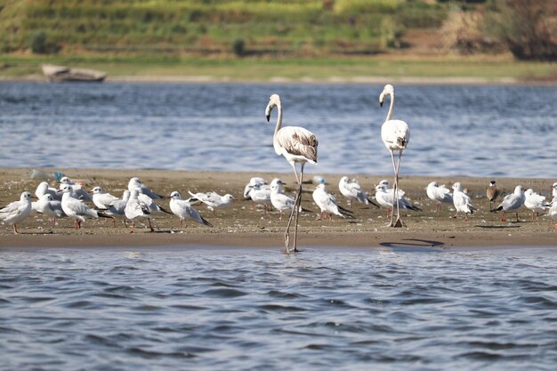 different bird species wintering on the river nile in Aswan Egypt