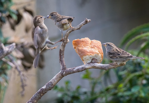 the different birds such as sparrows