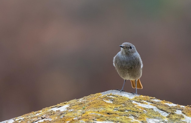 Different birds (warblers, wren, robin, thrush, blackbird) with their feeding routines, observation