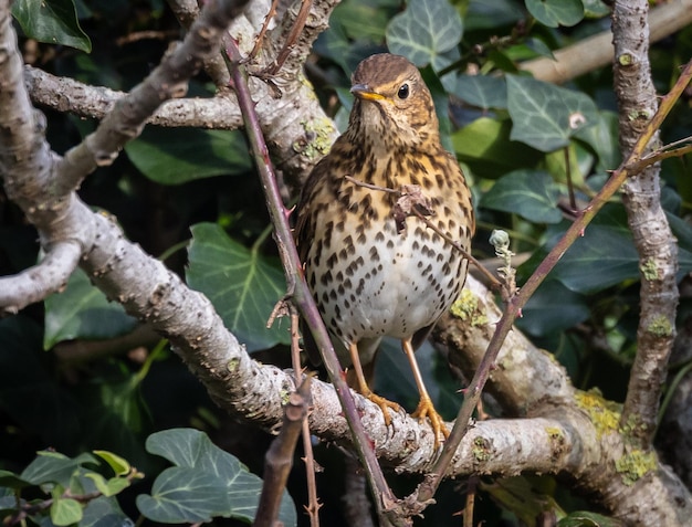 Different birds (warblers, wren, robin, thrush, blackbird) with their feeding routines, observation