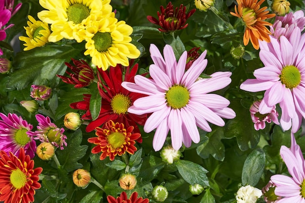 Different chrysanthemums in a bouquet.