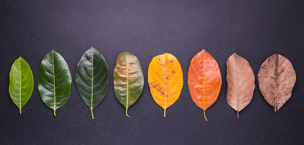 Different color and age of leaves of the jackfruit tree leaves 