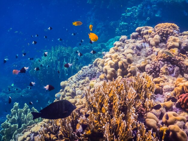 Different colorful fishes hovering over amazing corals