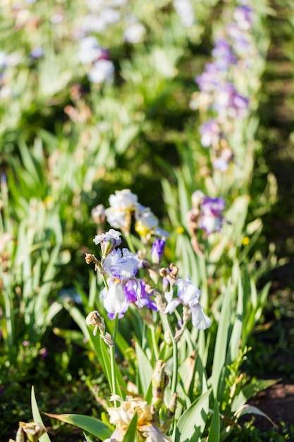 Different colors of iris in blooming garden in early June.