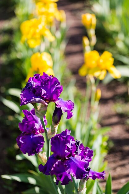 Different colors of iris in blooming garden in early June.