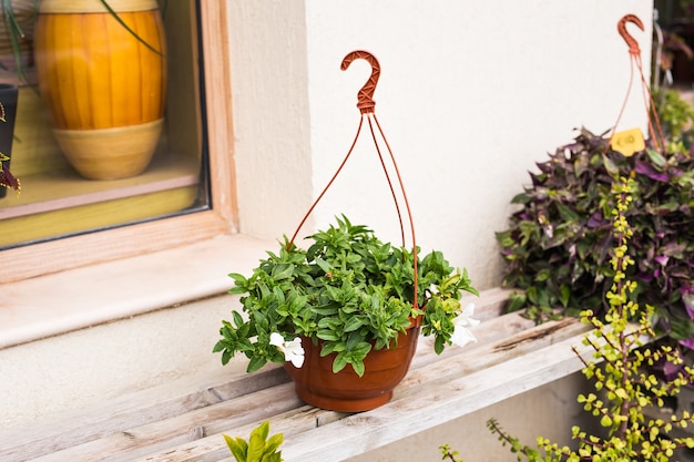 Different coloured potted plants and seedlings outdoor