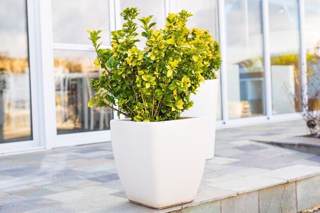 Different coloured potted plants and seedlings outdoor