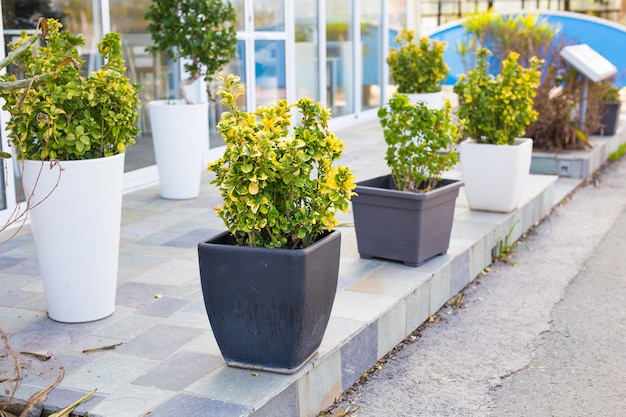 Different coloured potted plants and seedlings outdoor