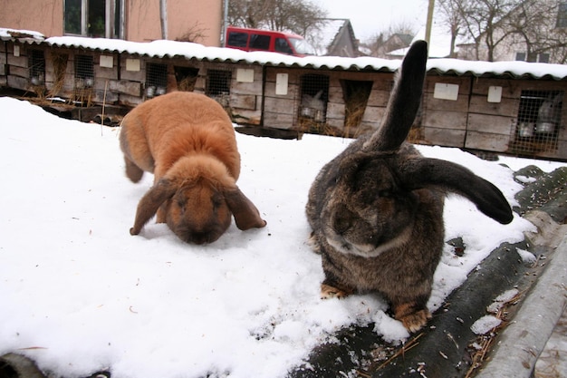 Different domestic rabbits on the farm, in winter time, on the snow