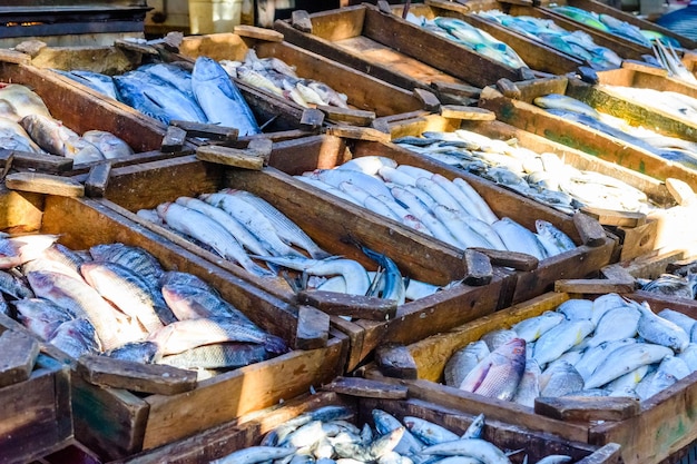 Different fish on fish market in a Hurghada city Egypt