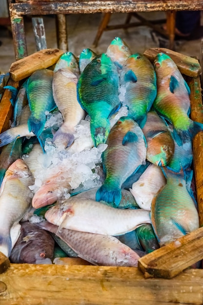 Different fish on fish market in a Hurghada city Egypt