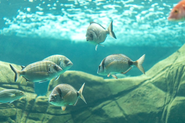 Different fishes swimming in sea aquarium