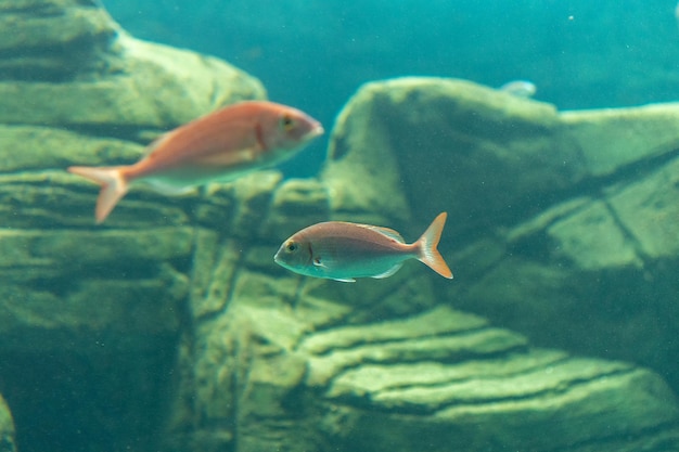 Different fishes swimming in sea aquarium