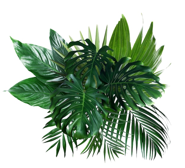 Different fresh tropical leaves on white background