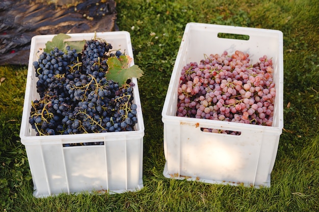 Different grape varieties for winemaking in boxes during harvest