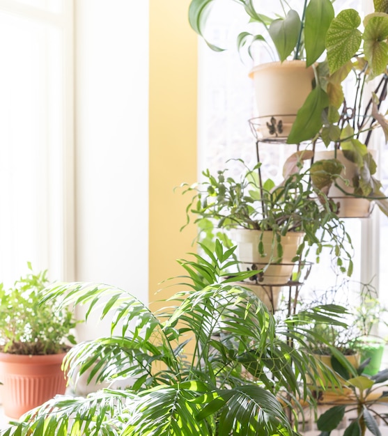 Different green potted house plants near window at home in sunny winter day. Trendy home gardening. Image with copy space.