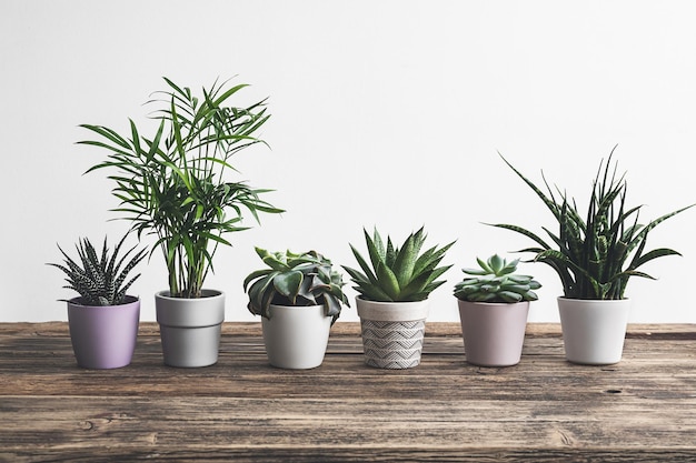 Photo different home plants on the old wooden table