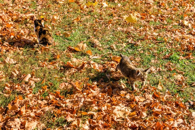 Different homeless cats in a city park on autumn