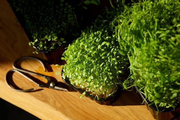 Different microgreens in the trays on wooden table, hard light, close up, copy space. Home gardering, vegan, healthy food, Superfoods.