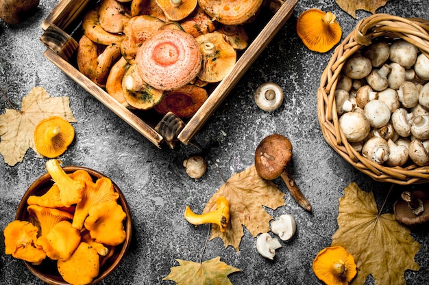 Different mushrooms in a boxes