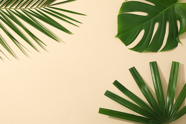 Different palm leaves on color table