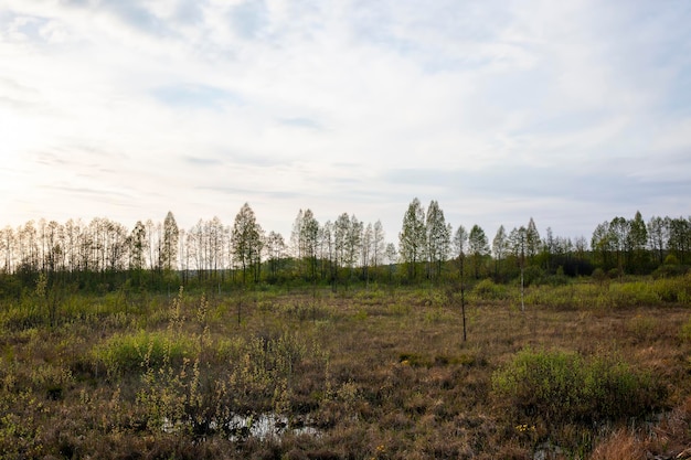 Different plants growing on the territory of a swamp plants and water on the territory of a swampy area