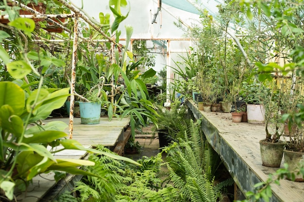 Different plants in pots in greenhouse