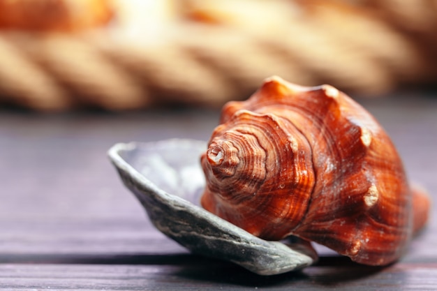 Different sea shells on color wooden 